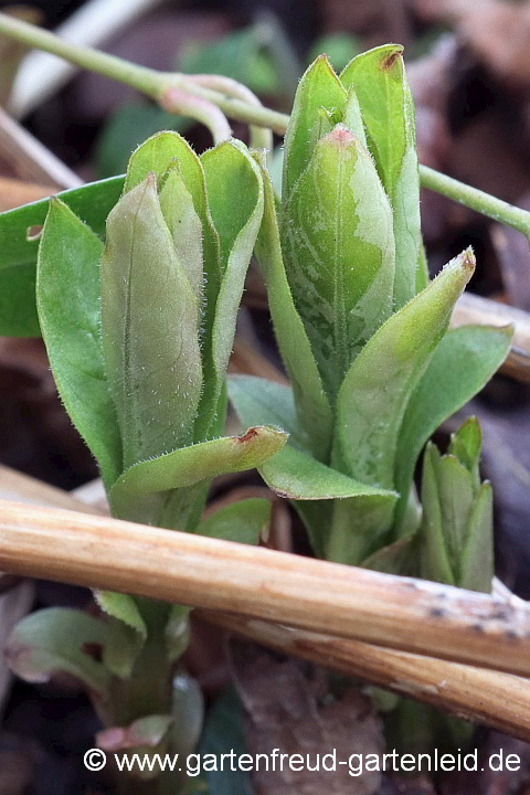 Lysimachia clethroides – Entenschlabel-Felberich, Austrieb