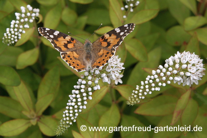 Lysimachia clethroides – Schnee-Felberich mit Distelfalter