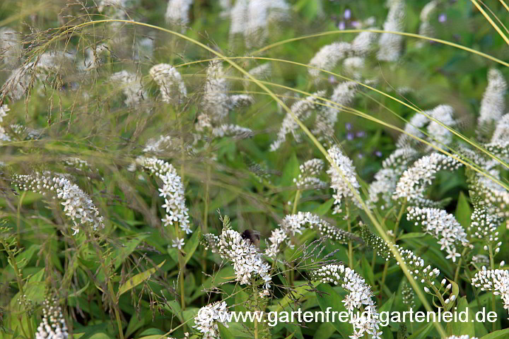 Lysimachia clethroides mit Eragrostis curvula