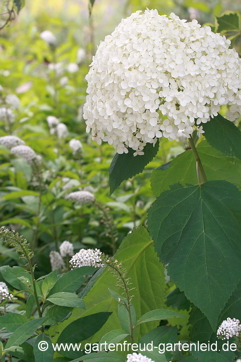 Lysimachia clethroides mit Hydrangea arborescens 'Annabelle'