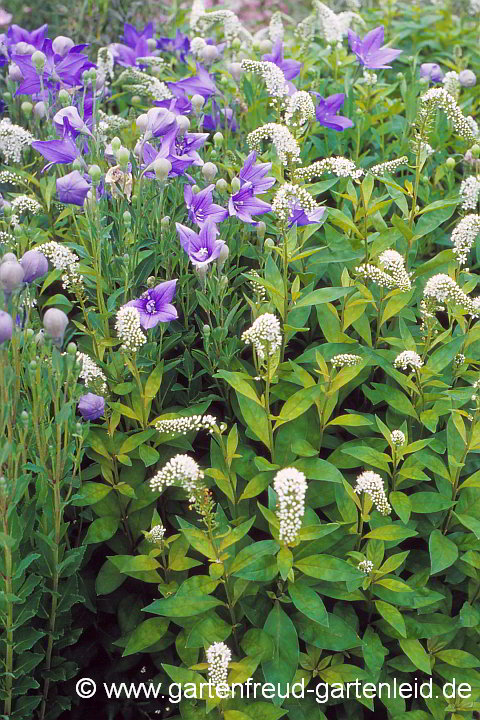 Platycodon grandiflorus und Lysimachia clethroides – Ballonblume und Schnee-Felberich