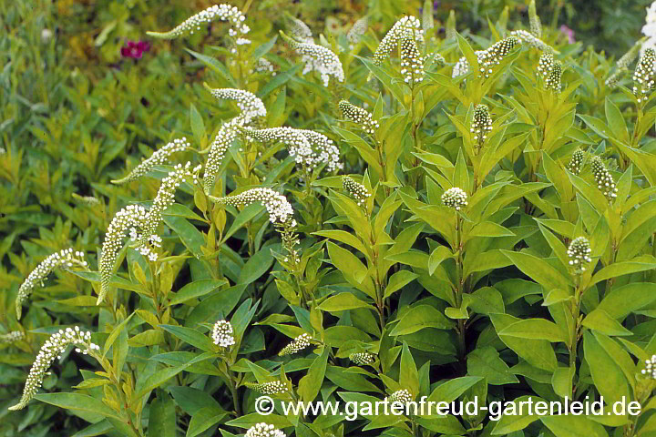 Lysimachia clethroides – Schnee-Felberich, Entenschnabel-Felberich