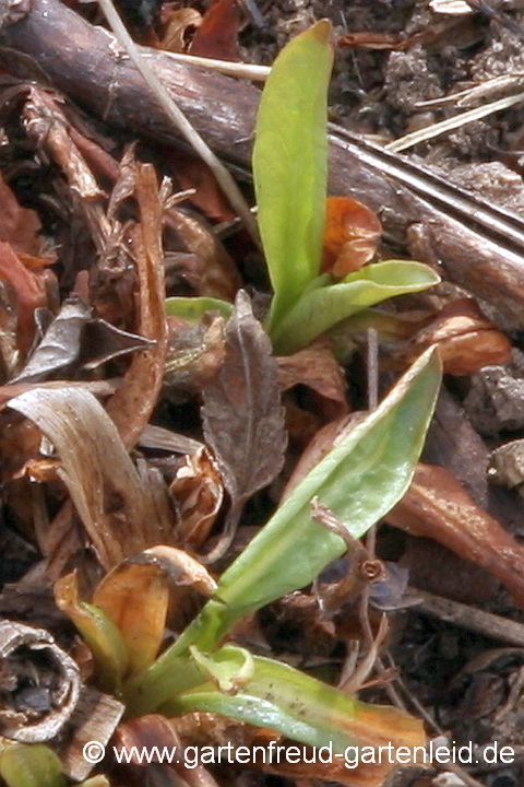 Lysimachia ephemerum – Spanischer Felberich, Austrieb