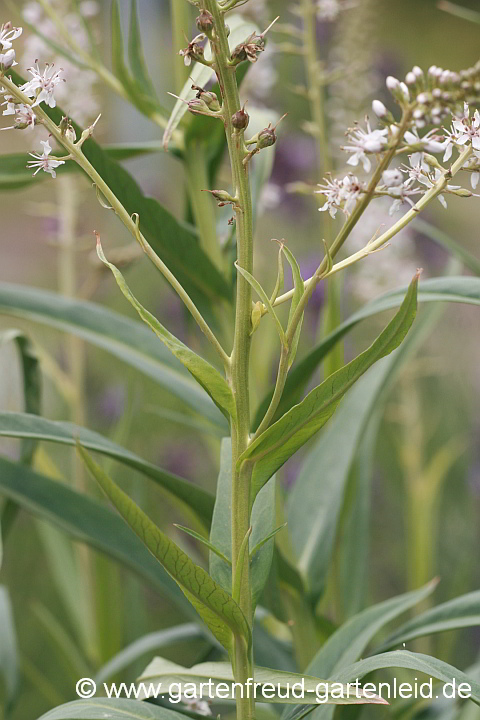 Lysimachia ephemerum – Spanischer Felberich