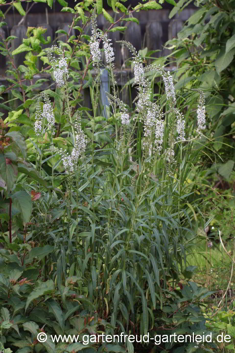 Lysimachia ephemerum – Iberischer Felberich, Spanischer Felberich