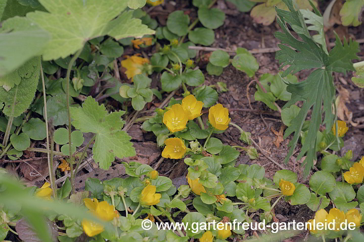 Lysimachia nummularia – Pfennigkraut, Blüten