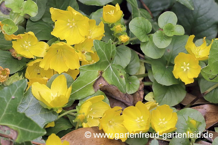 Lysimachia nummularia – Pfennigkraut, Blüten