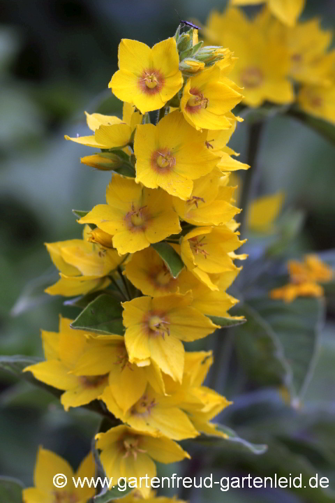 Lysimachia punctata – Gold-Felberich, Blüten