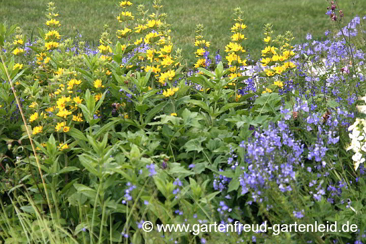 Lysimachia punctata (Gold-Felberich) mit Veronica teucrium (Großer Ehrenpreis)