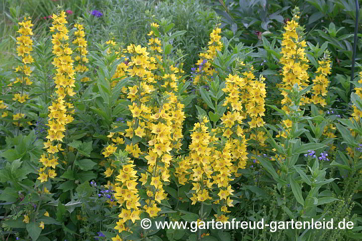 Lysimachia punctata – Gold-Felberich, Punktierter Gilbweiderich