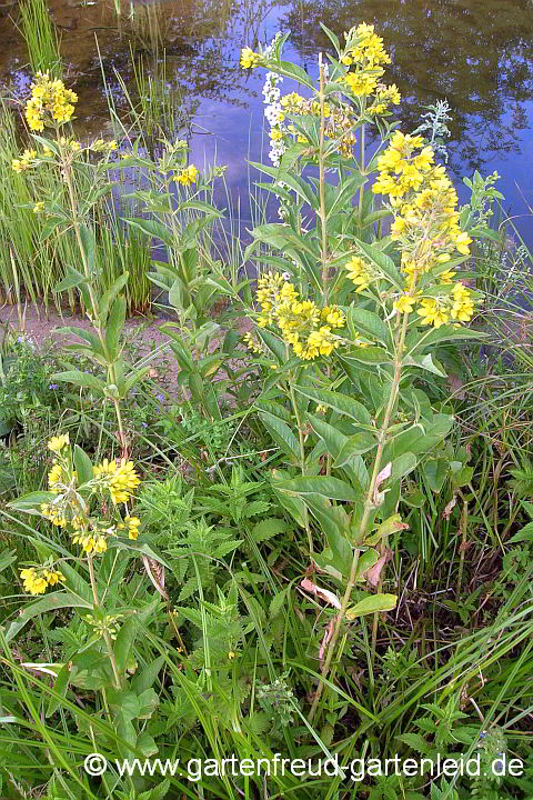 Lysimachia vulgaris – Gewöhnlicher Gilbweiderich