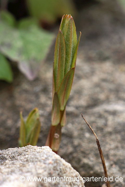 Lysimachia vulgaris – Gewöhnlicher Gilbweiderich, Austrieb