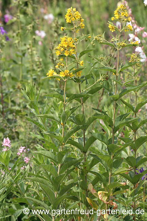 Lysimachia vulgaris – Gewöhnlicher Gilbweiderich