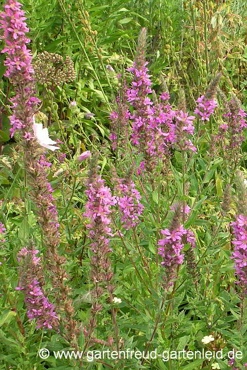 Lythrum salicaria – Blut-Weiderich