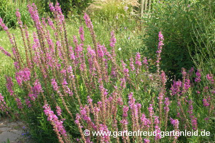 Lythrum salicaria – Blut-Weiderich