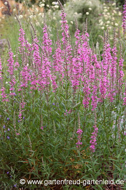 Lythrum salicaria – Blut-Weiderich