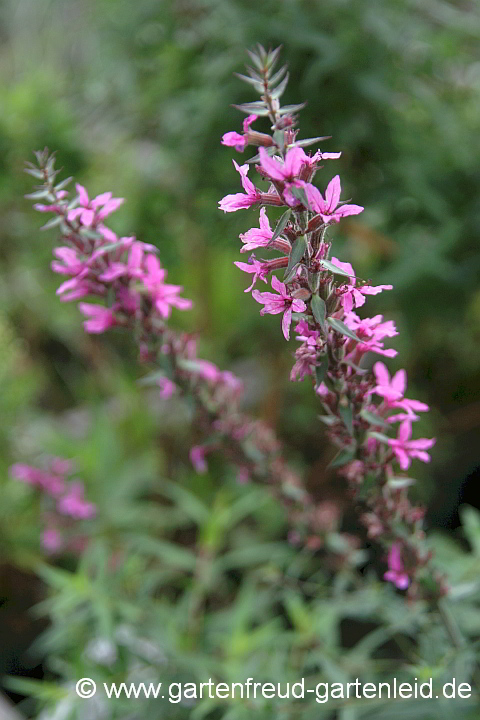 Lythrum salicaria – Blut-Weiderich