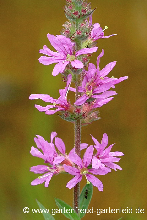 Lythrum salicaria – Blut-Weiderich