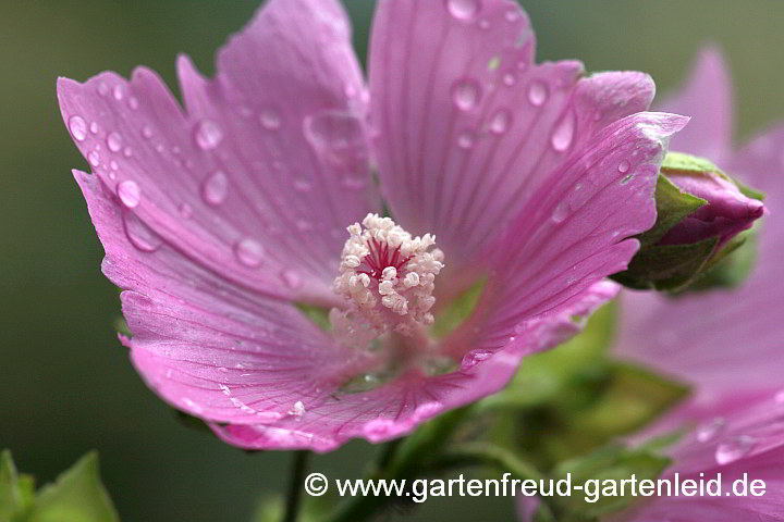 Malva alcea – Rosen-Malve