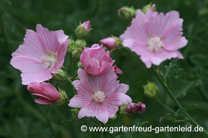 Malva alcea – Rosen-Malve