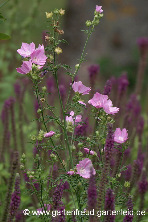 Malva alcea (Rosen-Malve) mit Teucrium hyrcanicum (Persischer Gamander)