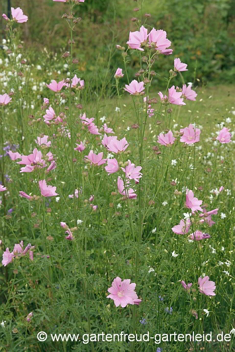 Malva alcea – Rosen-Malve