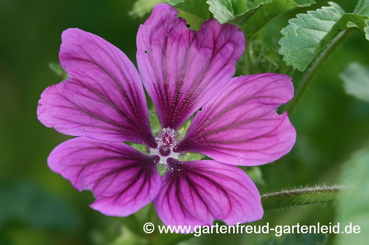 Malva sylvestris &ndash; Wilde Malve, Rosspappel