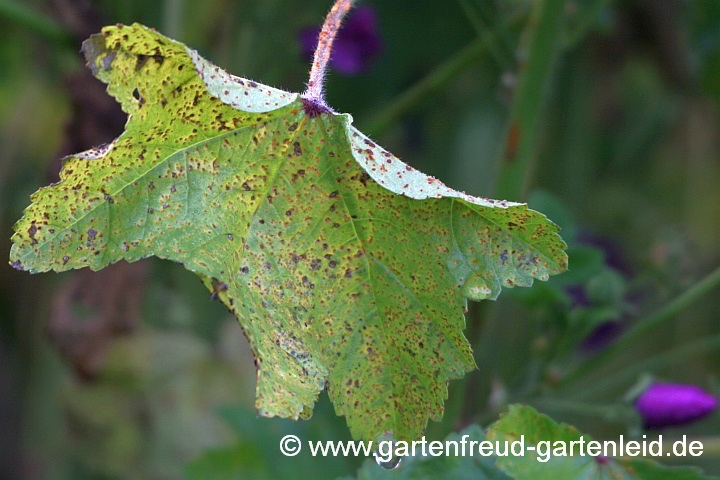 Malva sylvestris: Blatt (Oberseite) mit Malvenrost
