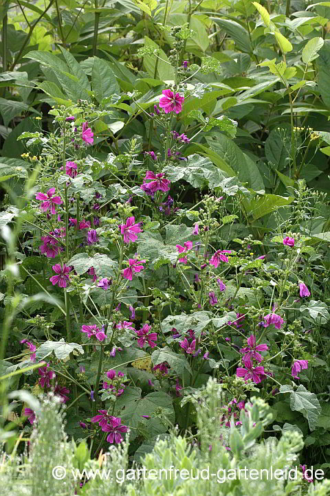 Malva sylvestris subsp. mauritiana – Wilde Malve, Rosspappel