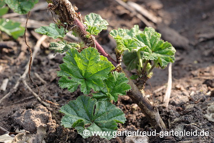 Malva sylvestris subsp. mauritiana (Wilde Malve, Rosspappel) – Austrieb