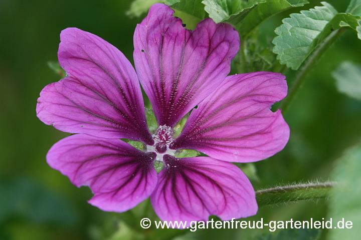 Malva sylvestris subsp. mauritiana – Wilde Malve, Rosspappel