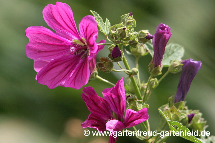 Malva sylvestris subsp. mauritiana – Wilde Malve, Rosspappel