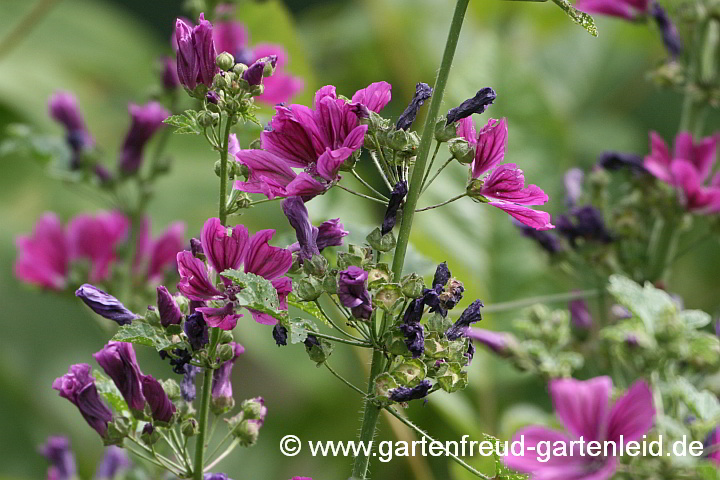 Malva sylvestris subsp. mauritiana – Wilde Malve, Rosspappel