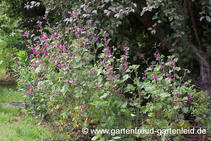 Malva sylvestris &ndash; Wilde Malve, Rosspappel