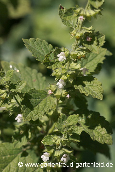 Melissa officinalis – Zitronen-Melisse