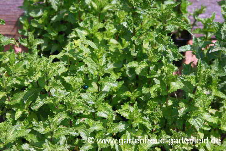 Mentha sp. – Marokkanische Minze