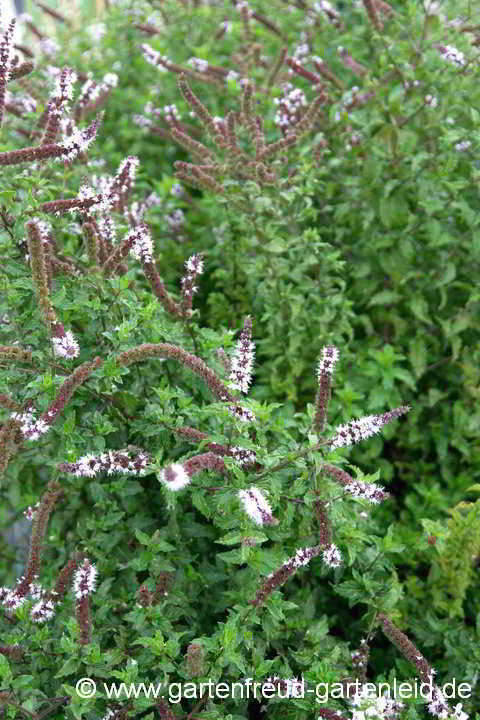 Mentha sp. – Marokkanische Minze