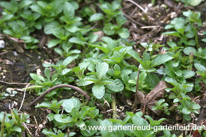 Mentha 'Swiss' (Schweizer Minze) – Austrieb