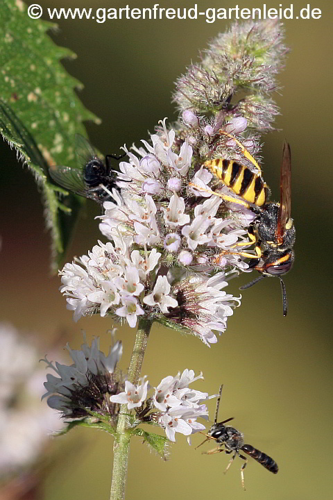 Schweizer Minze mit Bienenwolf und Schmalbienen-Männchen (Lasioglossum albipes)