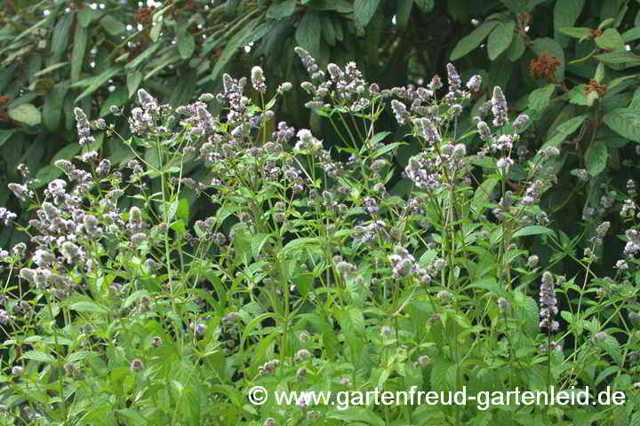 Blühende Mentha 'Swiss' – Schweizer Minze