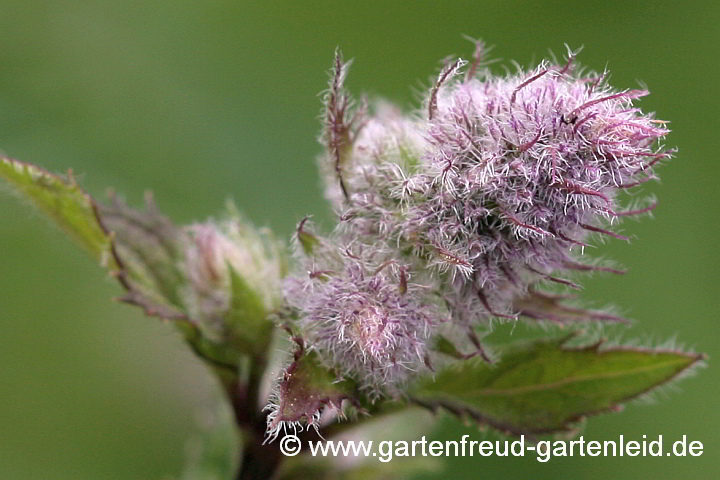 Mentha 'Swiss' (Schweizer Minze) – Knospenansatz