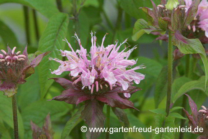 Monarda 'Beauty of Cobham' (Späte oder Wilde Indianernessel bzw. Monarde)