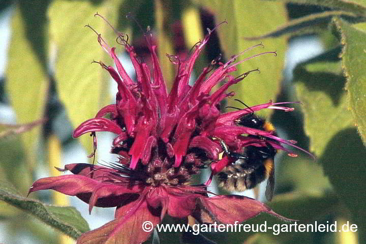 Monarda 'Gewitterwolke' (Späte Indianernessel)