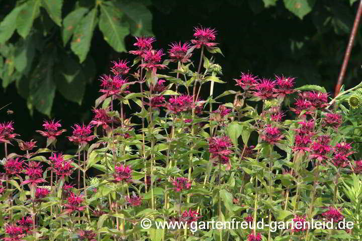 Monarda 'Gewitterwolke' – Späte oder Wilde Indianernessel bzw. Monarde