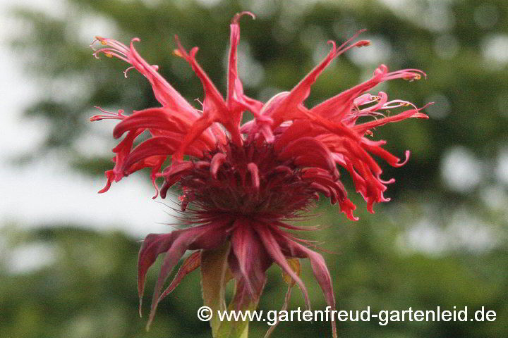 Monarda didyma 'Squaw' – Scharlach-Indianernessel, Goldmelisse