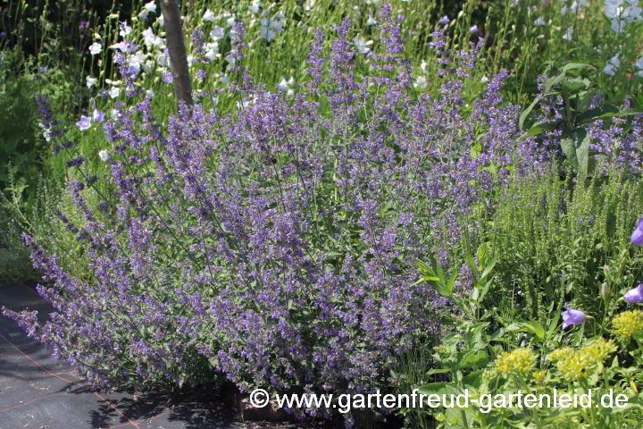 Nepeta 'Six Hills Giant' – Blaue Katzenminze