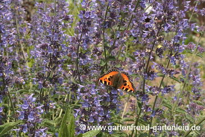 Nepeta 'Walkers Low' – Kleiner Fuchs auf Blauminze