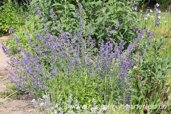 Nepeta 'Walkers Low' – Blaue Katzenminze