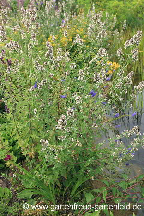 Nepeta cataria – Echte Katzenminze