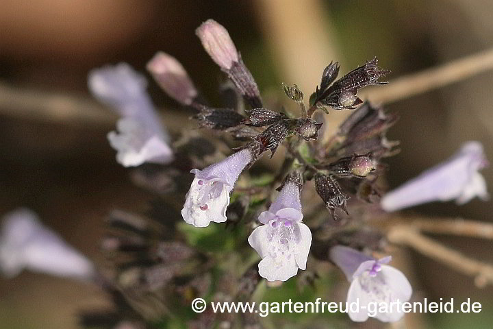 Nepeta cataria – Echte Katzenminze, Blüten